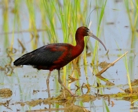 Zwarte ibis.JPG