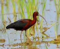 Filename=Zwarte ibis.JPG
Filesize=195KB
Dimensions=875x709
Date added=May 26, 2011 Zwarte ibis.JPG