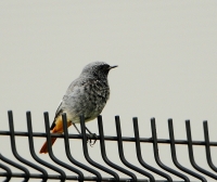 Filename=Zwarte roodstaart 7827.JPG
Filesize=294KB
Dimensions=900x758
Date added=Sep 15, 2015 Zwarte roodstaart 7827.JPG