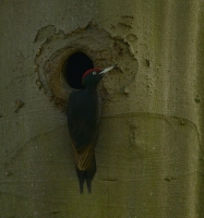 Filename=Zwarte specht 1889.JPG
Filesize=287KB
Dimensions=842x900
Date added=Jun 16, 2015 Zwarte specht 1889.JPG