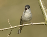 Filename=Zwartkop 9034.JPG
Filesize=272KB
Dimensions=1000x805
Date added=Apr 21, 2015 Zwartkop 9034.JPG