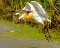 Filename=sized_Ralreiger (9).JPG
Filesize=266KB
Dimensions=700x559
Date added=May 23, 2011 sized_Ralreiger (9).JPG
