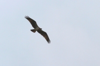 Filename=20110618-Visarend (Neerpelt).JPG
Filesize=118KB
Dimensions=800x534
Date added=Jun 18, 2011 20110618-Visarend (Neerpelt).JPG