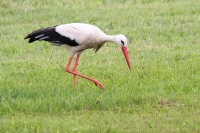 20110704-Ooievaar 1(Cerna v Posumavi-CZ).JPG