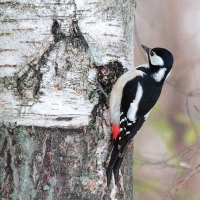 20120219-Grote Bonte Specht (Södertälje-SE).JPG