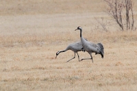 20120318-Kraanvogel 1 (Nyköping-SE).JPG