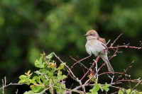 20120714-Grauwe Klauwier 5 (Haninge-SE).JPG