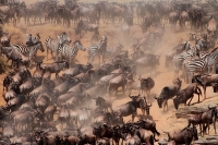 20130706-Gnoe trek 1 (Masai Mara - KE).JPG