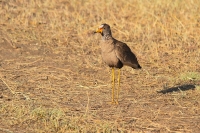 20130706-Lelkievit 1 (Masai Mara - KE).JPG