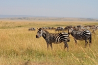 20130706-Steppenzebra (Masai Mara - KE).JPG