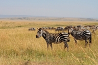 Filename=20130706-Steppenzebra (Masai Mara - KE).JPG
Filesize=181KB
Dimensions=800x534
Date added=Feb 21, 2014 20130706-Steppenzebra (Masai Mara - KE).JPG