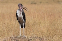 20130707-Afrikaanse Maraboe 2 (Masai Mara - KE).JPG