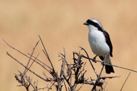 20130707-Grijsrugklapekster (Masai Mara - KE).JPG