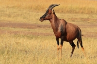 20130707-Lierantilope (Masai Mara - KE).JPG