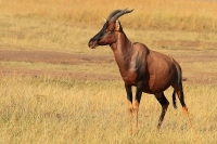 Filename=20130707-Lierantilope (Masai Mara - KE).JPG
Filesize=179KB
Dimensions=800x535
Date added=Feb 21, 2014 20130707-Lierantilope (Masai Mara - KE).JPG