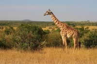 Filename=20130707-Masaigiraffe 1 (Masai Mara - KE).JPG
Filesize=184KB
Dimensions=800x534
Date added=Feb 21, 2014 20130707-Masaigiraffe 1 (Masai Mara - KE).JPG