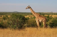 20130707-Masaigiraffe 1 (Masai Mara - KE).JPG