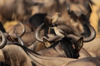 20130708-Lelspreeuw (Masai Mara - KE).JPG