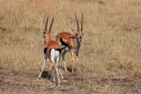 20130708-Thomson's Gazelle - M 2 (Masai Mara - KE).JPG