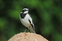 20130709-Afrikaanse Bonte Kwikstaart 1 (Ukunda Diani - KE).JPG