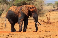 Filename=20130715-Afrikaanse Savanneolifant 9 (Tsavo East - KE).JPG
Filesize=176KB
Dimensions=800x533
Date added=Feb 21, 2014 20130715-Afrikaanse Savanneolifant 9 (Tsavo East - KE).JPG