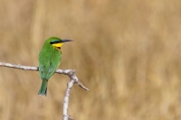 20130715-Dwerbijeneter (Taita Hills Reserve - KE).JPG