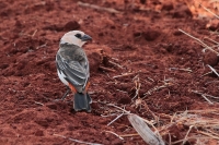 20130715-Witkopbuffelwever (Tsavo East National Park - KE).JPG