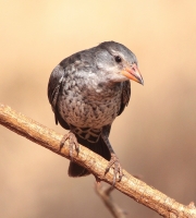 20130716-Roodsnavelbuffelwever 2 - V (Taita Hills Reserve - KE).JPG