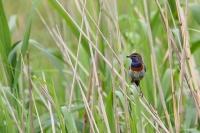 Filename=20150621-Blauwborst (Bree).JPG
Filesize=133KB
Dimensions=800x535
Date added=Jun 21, 2015 20150621-Blauwborst (Bree).JPG