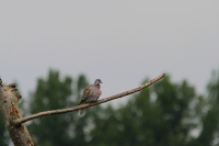 Filename=20150625-Zomertortel 1 (Bree).JPG
Filesize=127KB
Dimensions=800x533
Date added=Jun 21, 2015 20150625-Zomertortel 1 (Bree).JPG