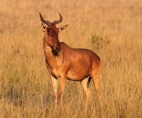 20160716-Coke's Hartebeest  2 (Taita Hills Reserve - KE).JPG