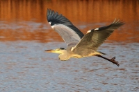 Blauwe Reiger (Neerpelt).JPG