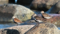 Bonte Strandloper 1 (Visby-SE).JPG