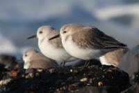 Drieteenstrandloper (Brouwersdam - NL).JPG