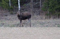 Filename=Eland (Södertälje-SE).JPG
Filesize=133KB
Dimensions=800x533
Date added=Apr 17, 2012 Eland (Södertälje-SE).JPG