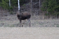 Eland (Södertälje-SE).JPG