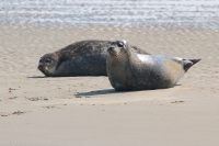 Filename=Gewone Zeehond 1 (Texel-NL).JPG
Filesize=132KB
Dimensions=800x532
Date added=Apr 23, 2011 Gewone Zeehond 1 (Texel-NL).JPG