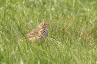 Graspieper (Texel-NL).JPG