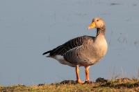Filename=Grauwe Gans 3 (Bree).JPG
Filesize=136KB
Dimensions=800x535
Date added=Feb 12, 2011 Grauwe Gans 3 (Bree).JPG