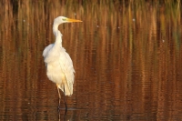 Filename=Grote Zilverreiger (Neerpelt).JPG
Filesize=133KB
Dimensions=800x533
Date added=Nov 01, 2011 Grote Zilverreiger (Neerpelt).JPG