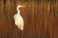 Grote Zilverreiger (Neerpelt).JPG