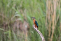 Filename=IJsvogel (Bree)~0.JPG
Filesize=132KB
Dimensions=800x532
Date added=May 18, 2012 IJsvogel (Bree)~0.JPG