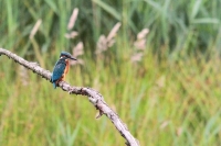 Filename=IJsvogel (Bree).JPG
Filesize=129KB
Dimensions=800x535
Date added=Jun 19, 2011 IJsvogel (Bree).JPG