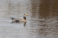 Filename=Indische Gans (Bree).JPG
Filesize=134KB
Dimensions=800x533
Date added=Dec 11, 2011 Indische Gans (Bree).JPG