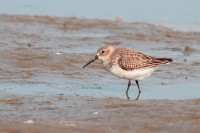 Krombekstrandloper 1 (Texel-NL).JPG