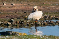 Filename=Lepelaar 1 (Texel-NL).JPG
Filesize=132KB
Dimensions=800x534
Date added=Apr 23, 2011 Lepelaar 1 (Texel-NL).JPG