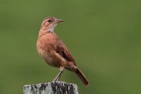 Filename=Rosse Ovenvogel 1 (Vinhedo-BR).JPG
Filesize=180KB
Dimensions=800x534
Date added=Apr 01, 2013 Rosse Ovenvogel 1 (Vinhedo-BR).JPG