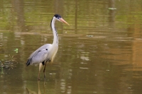 Sokoireiger (São Paulo-BR).JPG