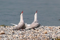 Filename=Visdief 1 (Texel-NL)~0.JPG
Filesize=129KB
Dimensions=800x532
Date added=Apr 23, 2011 Visdief 1 (Texel-NL)~0.JPG