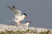 Visdief 1 (Texel-NL).JPG